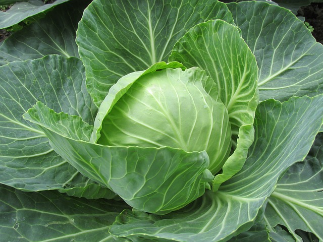 MC - 16 - Chou Cabus Kalorama - Plant Bio - Quentin Bourgeois