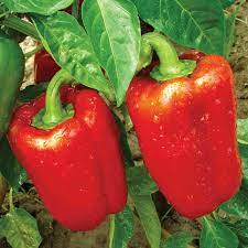 MC - 34 - Poivron California Wonder - Plant Bio - Quentin Bourgeois