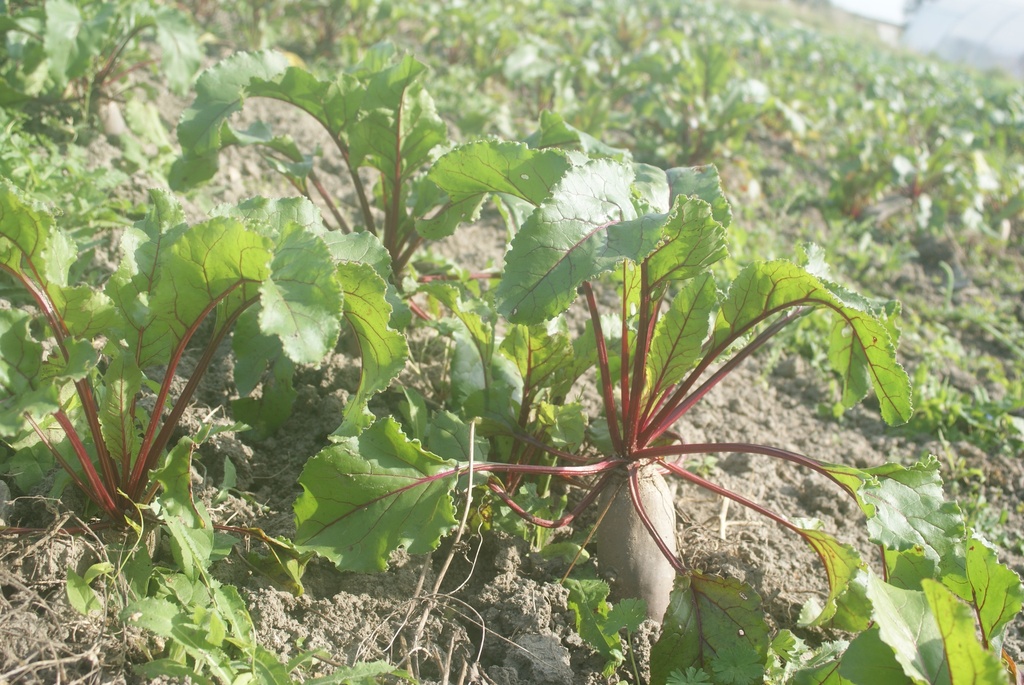 SC - Betterave rouge "Formanova" - Kg - Bio - Sabots Communs - GB