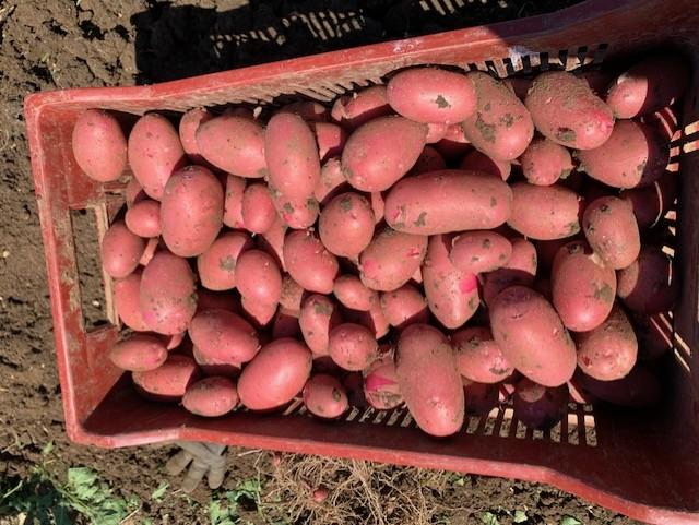 SC - Pommes de terre chair tendre "Alouette" - 5kg - Bio - Sabots Communs - GB