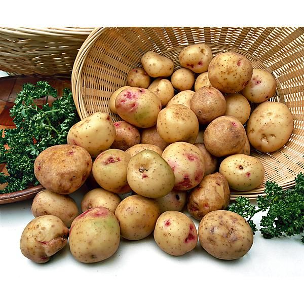 SC - Pommes de terre mixte "Carolus" - 5kg - Bio - Sabots Communs - GB