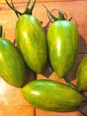 MC - 57 - Tomate "Artisan Green Tiger" - Plant Bio - Aurore De Sainte Maresville