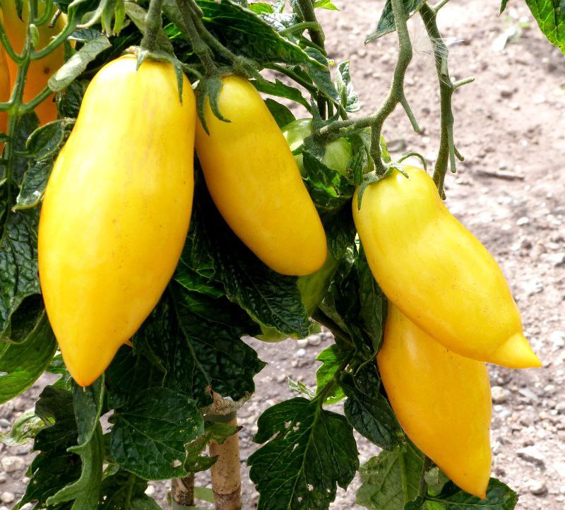 MC - 58 - Tomate "Banana legs" - Plant Bio - Aurore De Sainte Maresville