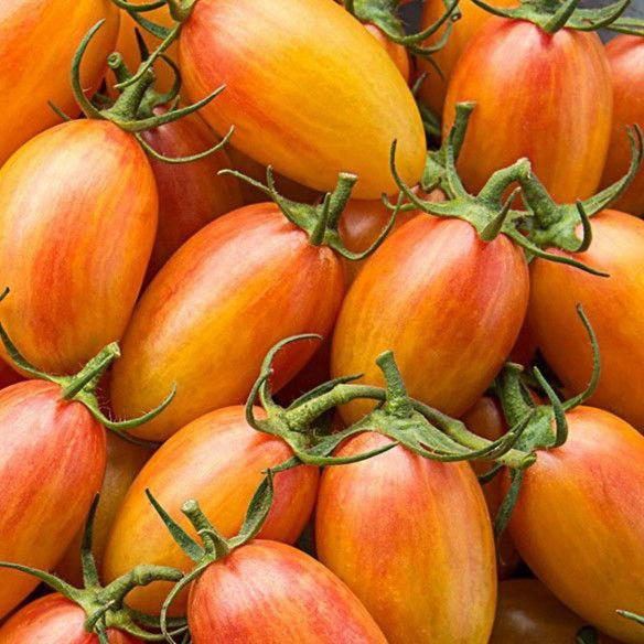 MC - 59 - Tomate "Artisan blush tiger" - Plant Bio - Aurore De Sainte Maresville