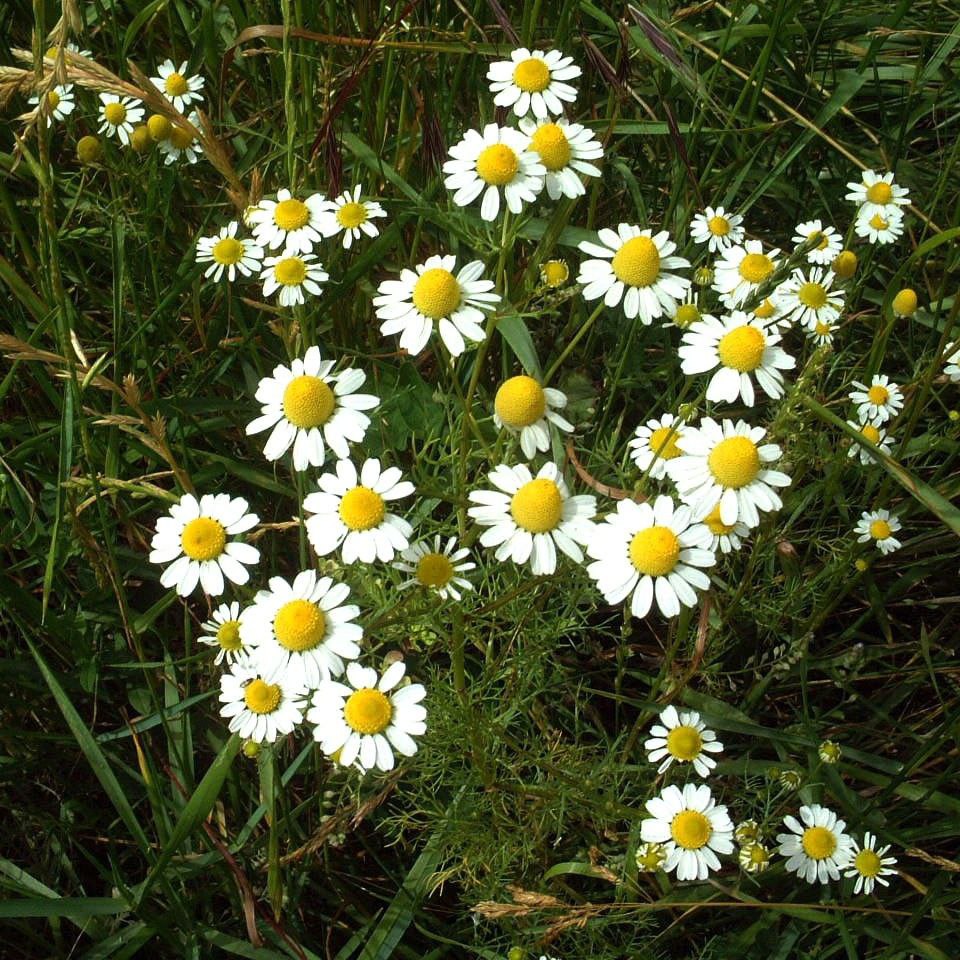 MC - 60 - Camomille Matricaire - Plant Bio - Aurore De Sainte Maresville