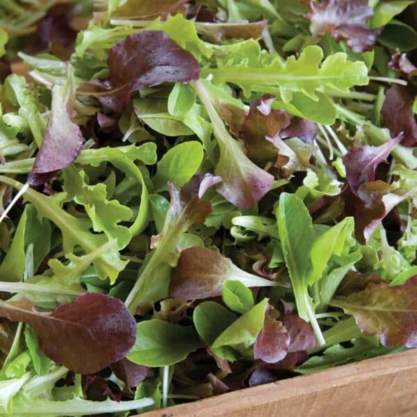 QB - Mesclun de laitues - 100gr - Bio - Quentin Bourgeois
