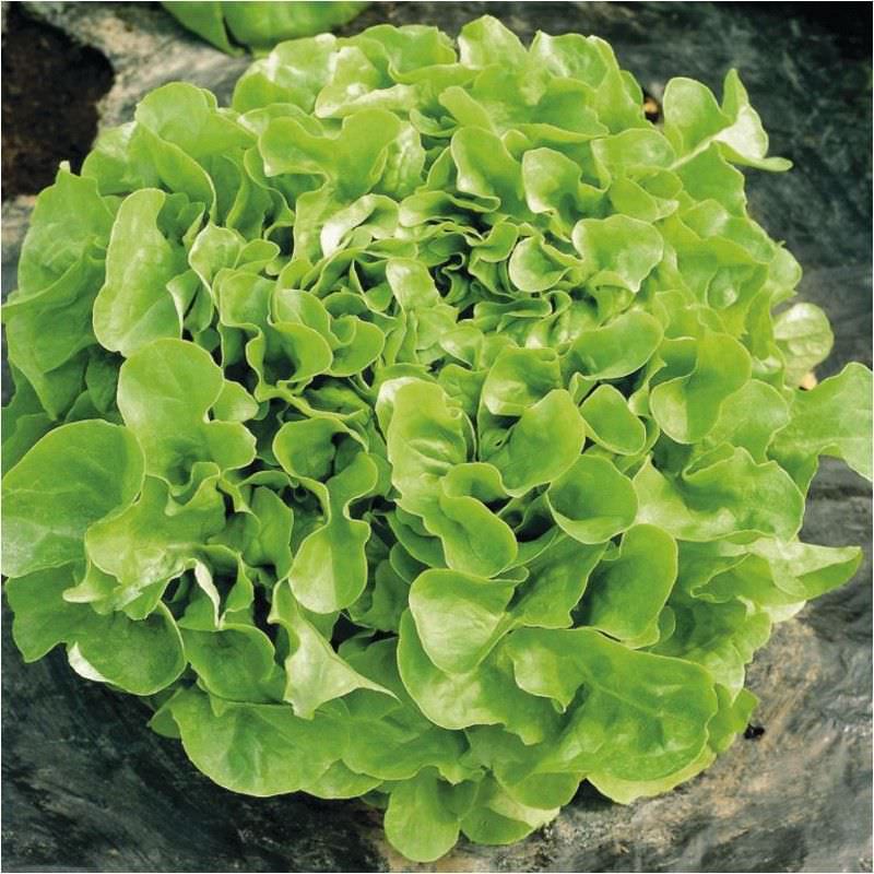 QB - Feuille de chêne Verte - pièce - Bio - Quentin Bourgeois