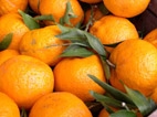 GF - Mandarine Ciaculli bio - kg - Galline Felici