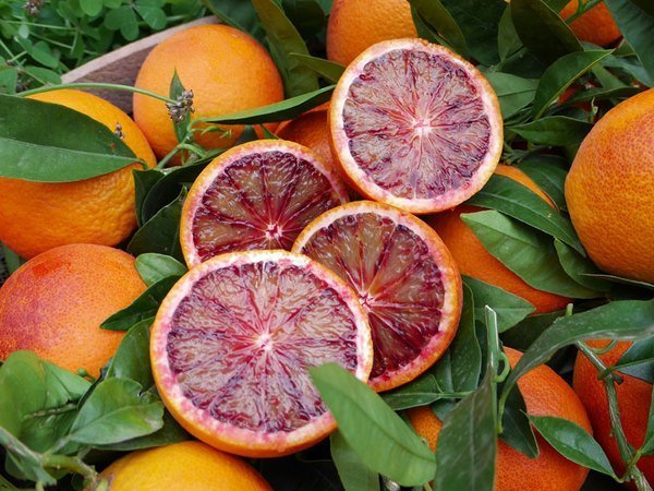 TyL - Orange Sanguinelli - kg - Bio - Tierra Y Libertad