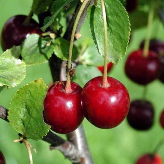 TyL - Cerises Van et Navalinda Bio - 1kg - VRAC - Tierra Y Libertad