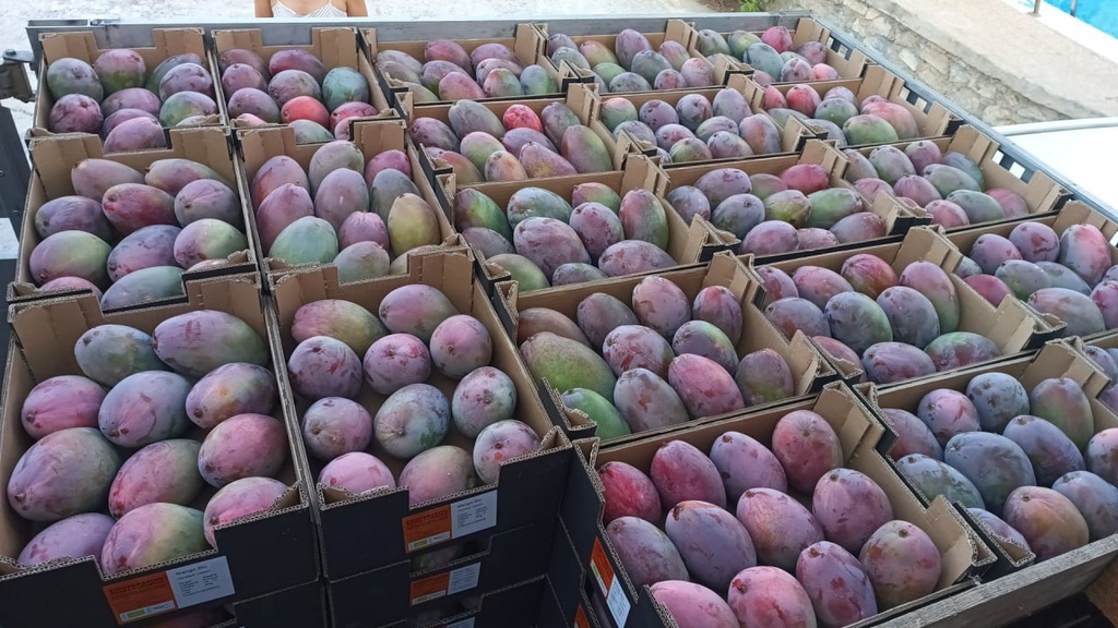 TyL - Mangue Bio - Unité - Tierra Y Libertad