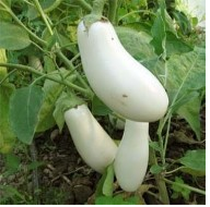 LM - Aubergine blanche "Dourga" Bio - Godet pour Jardin