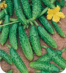 LM - Cornichon vert fin de Meaux Bio - Godet pour Jardin