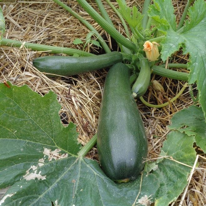 LM - Courgette Zuboda « Mutabile » Bio - Godet pour Jardin
