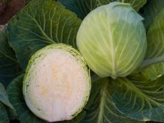LM - Chou blanc Dottenfelder Dauer Bio - Barquette de 6