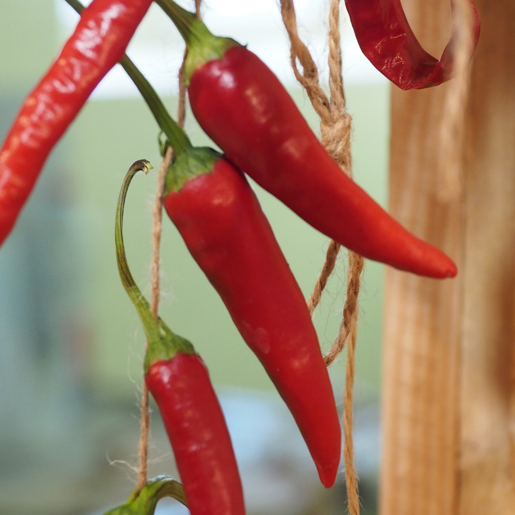 LM - Piment Sucette de Provence Bio - Godet pour Jardin