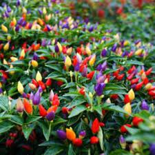 LM - Piment Chinese Five Color Bio - Godet pour Jardin