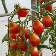 LM - Tomate cerise poire rouge Bio - Godet pour Jardin