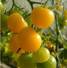 LM - Tomate cerise Lemon Drop Bio - Godet pour Jardin