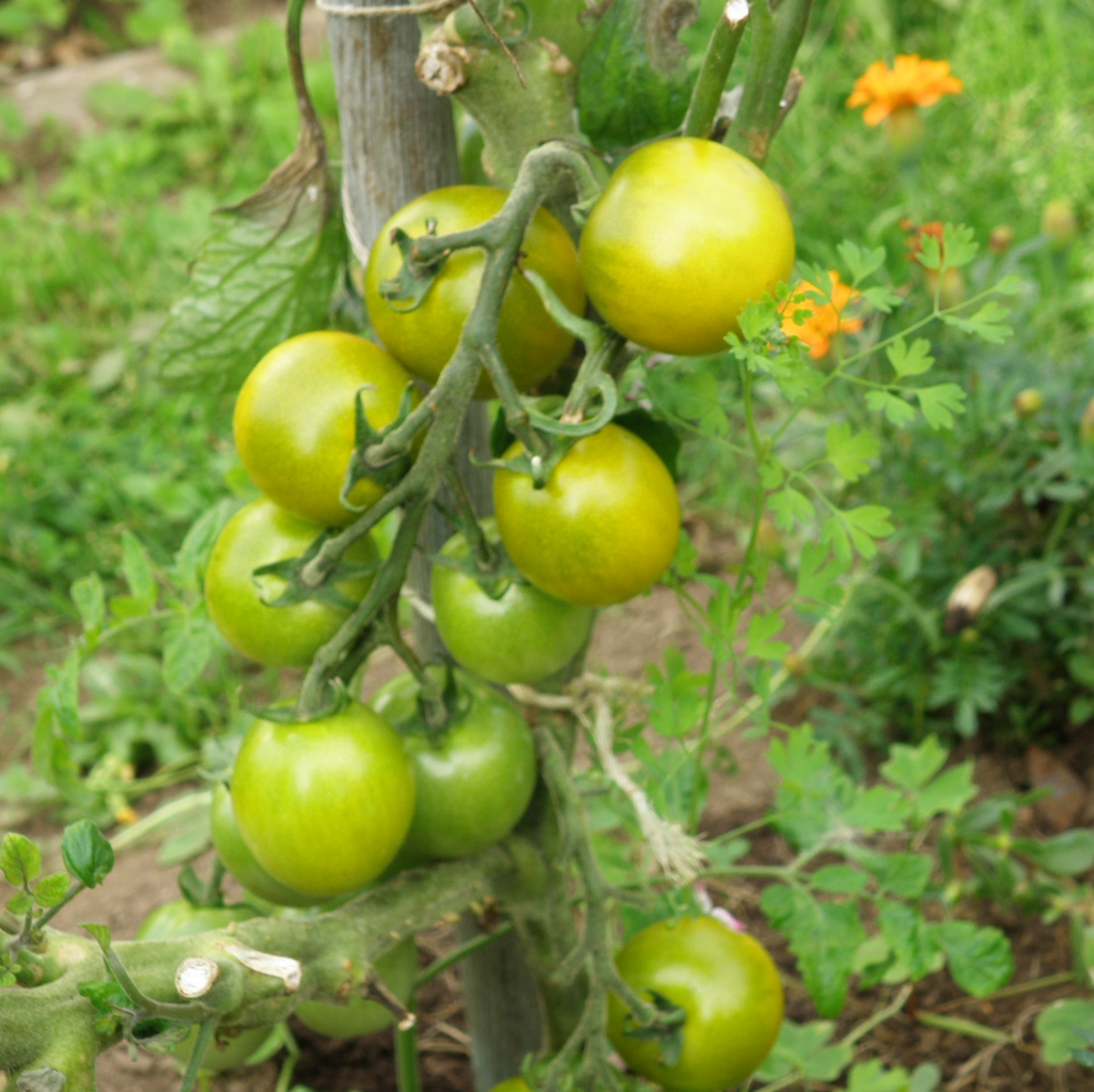 LM - Tomate cerise Raisin Vert Bio - Godet pour Jardin