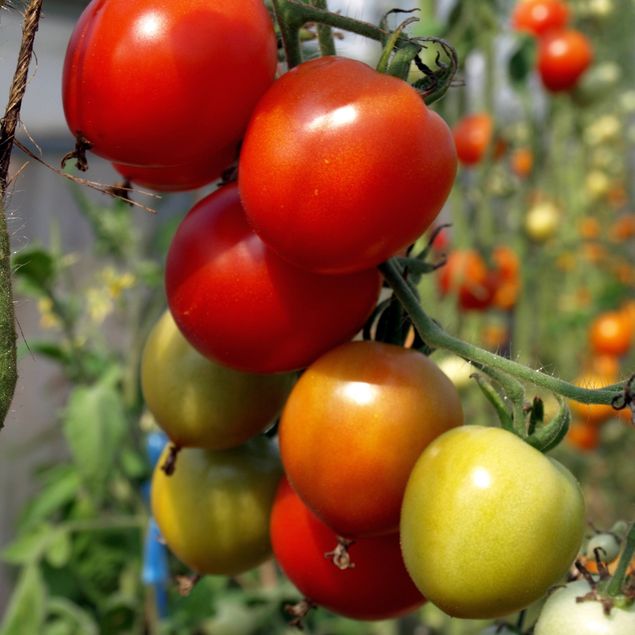 LM - Tomate Karos Bio - Godet pour Jardin