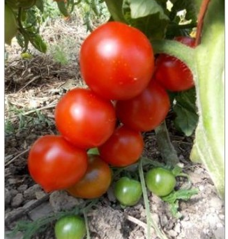 LM - Tomate Ruthje Bio - Godet pour Jardin