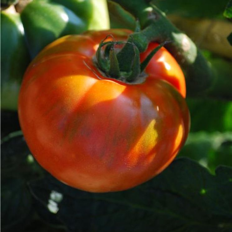 LM - Tomate Royale des Guineaux Bio - Godet pour Jardin