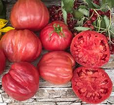 LM - Tomate Grosse des Marais Bio - Godet pour Jardin