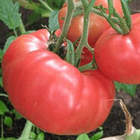 LM - Tomate Brandywine Bio - Godet pour Jardin