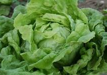 LM - Salade Laitue Géante du Neckar Bio - Barquette de 6