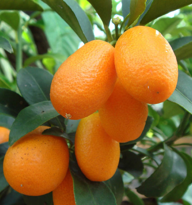 TyL - Kumquat - 500g - Bio - Tierra Y Libertad