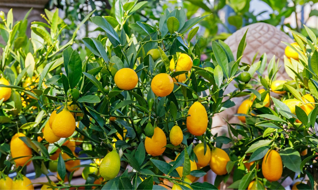 TyL - Limequat Bio - 500g