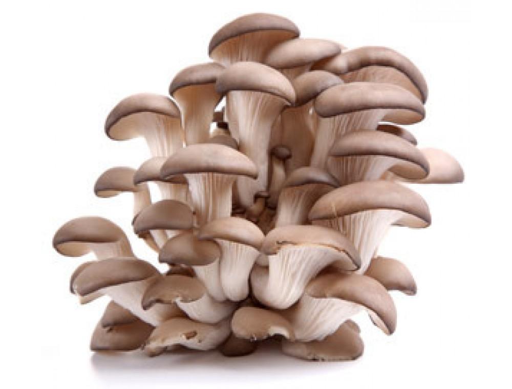 JW - Pleurote - Bio - 250g - Jérôme Wavrant