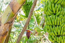 TyL - Bananes des Canaries - Bio - Kg - Tierra Y Libertad