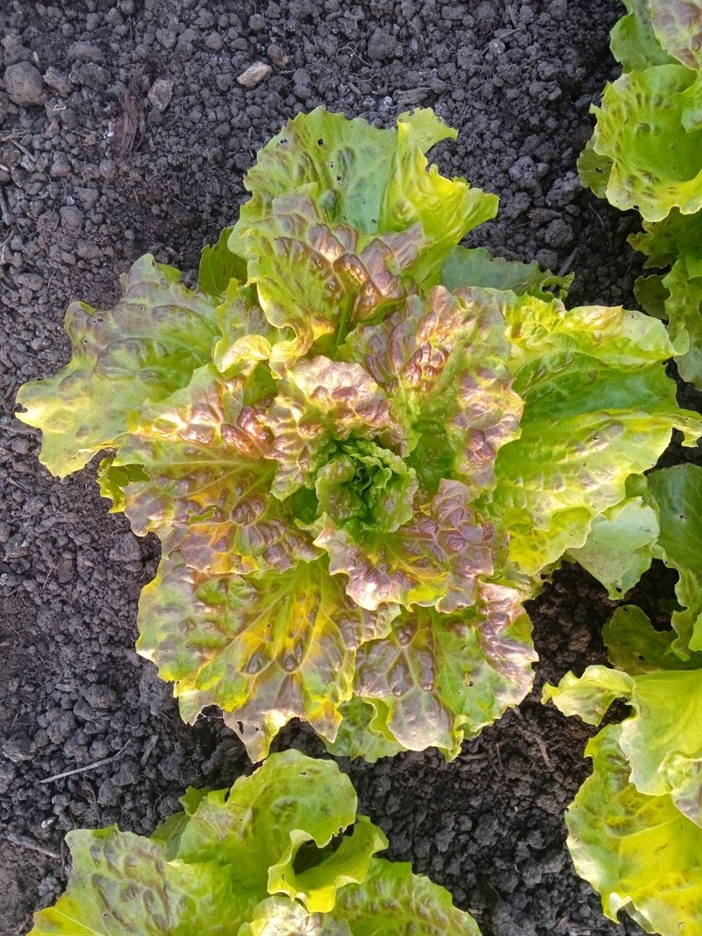 SH - Salade laitue pommée - Bio - Sophie Hamann
