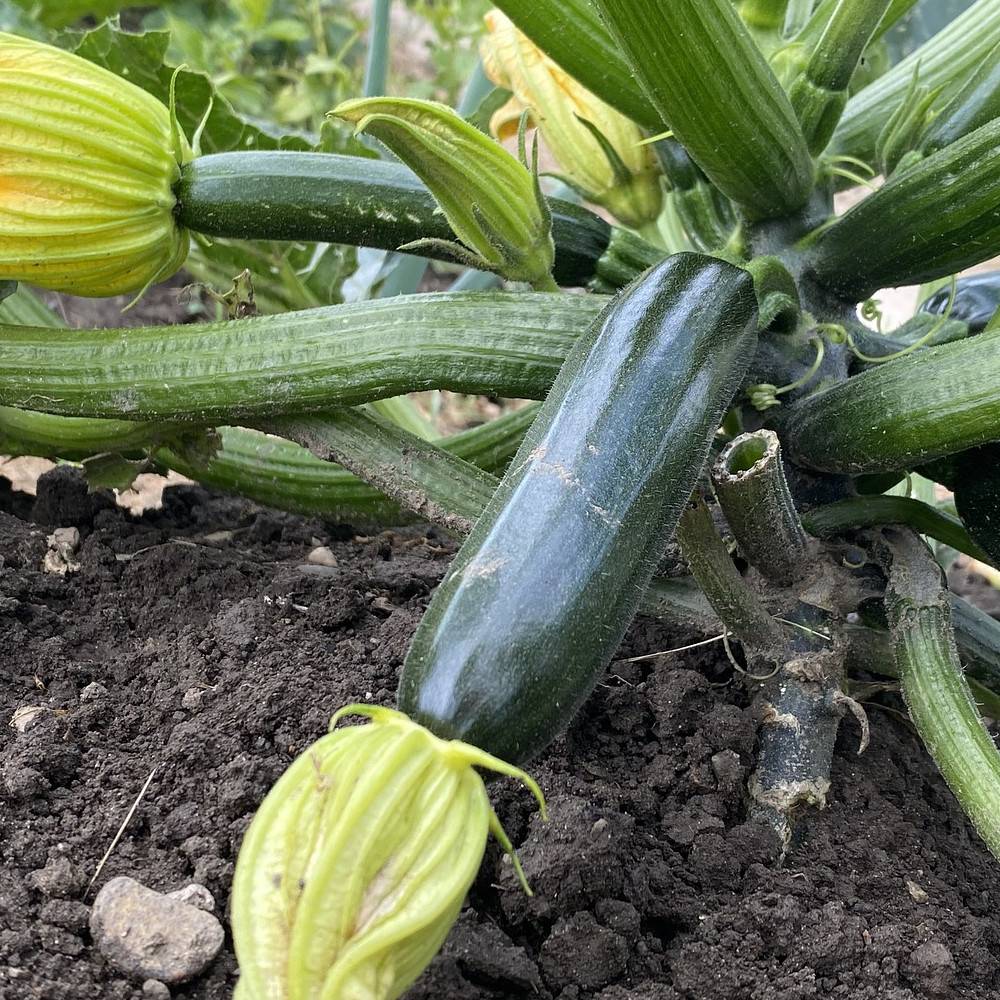 QB - Courgette verte des maraîchers - 400g - Presque Bio - Quentin Bourgeois