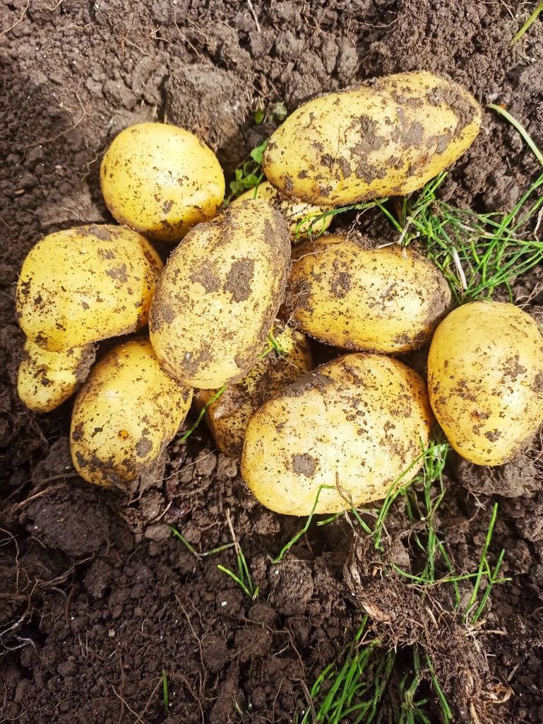 GD - Pommes de terres - 500g - Bio - Gaël Delannoy