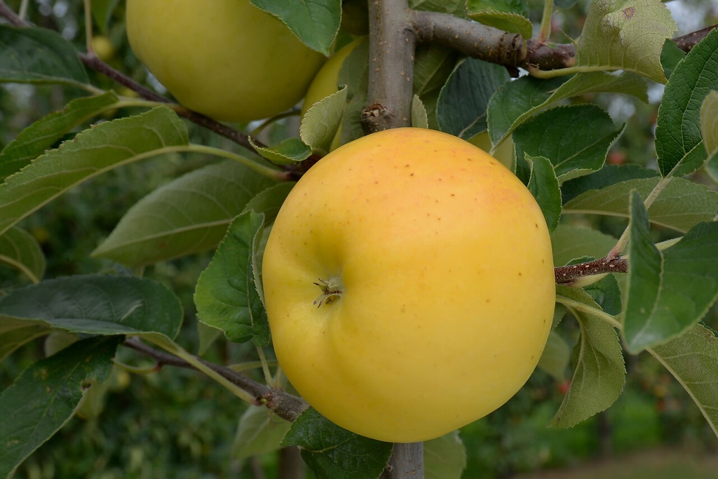 FW - Pomme Lafayette Bio - kg