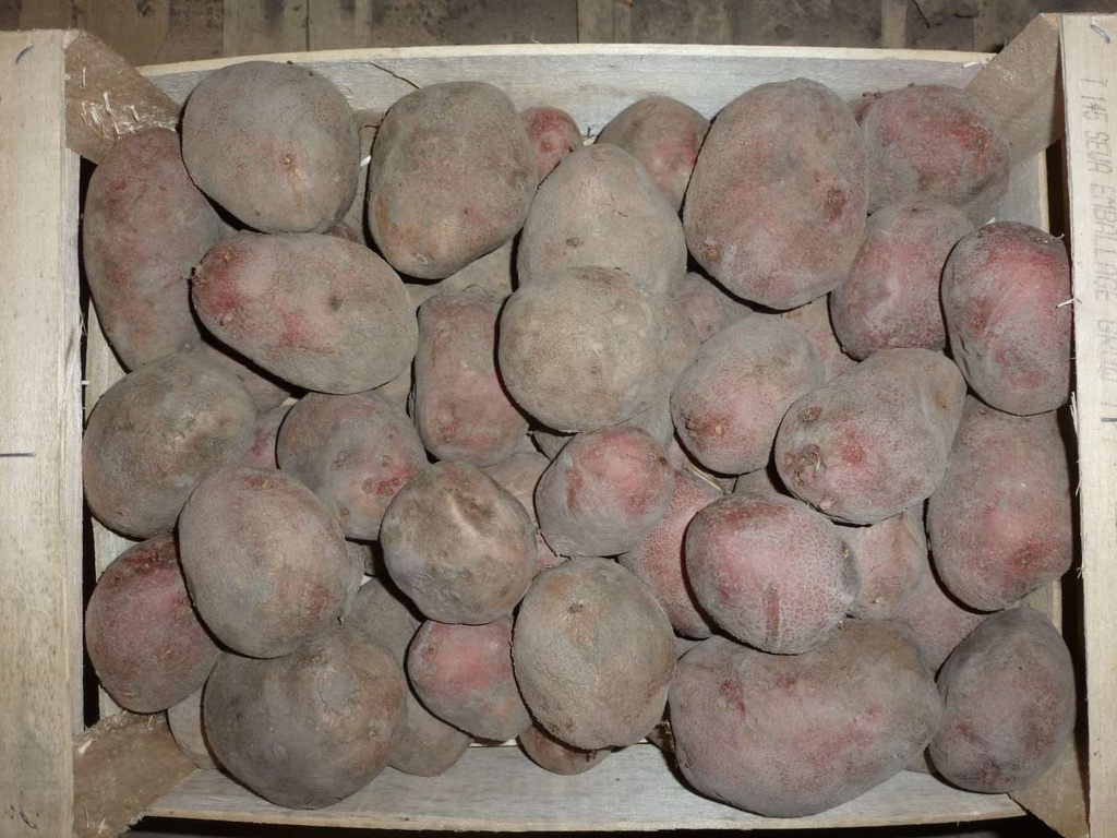 SC - Pomme de terre Alouette - Bio - kg - Les Sabots Commun