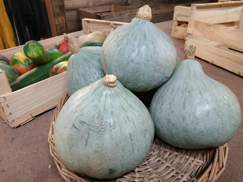 SC - Courge Blue Ballet - Gros calibre - 1.5kg - Bio - Pièce - GAEC des Sabots Communs