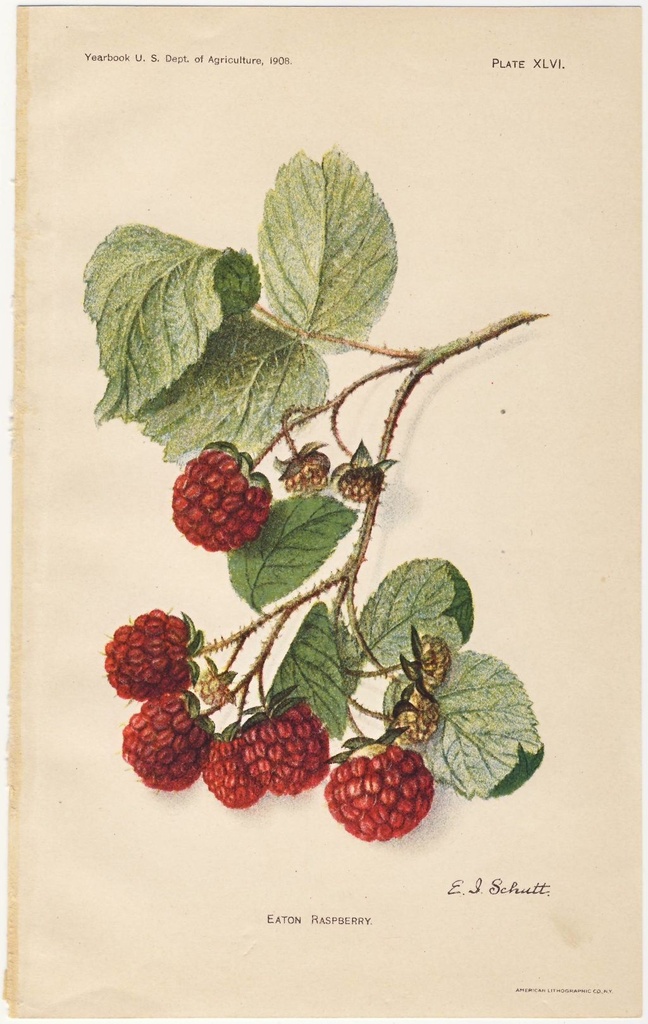 FH - Yaourt : Le Grec Framboise - 400ml - La fromagerie en herbe