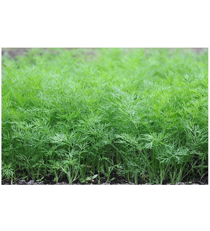 MC - 01 - Aneth Ella - Plant Bio - Sophie Hamann