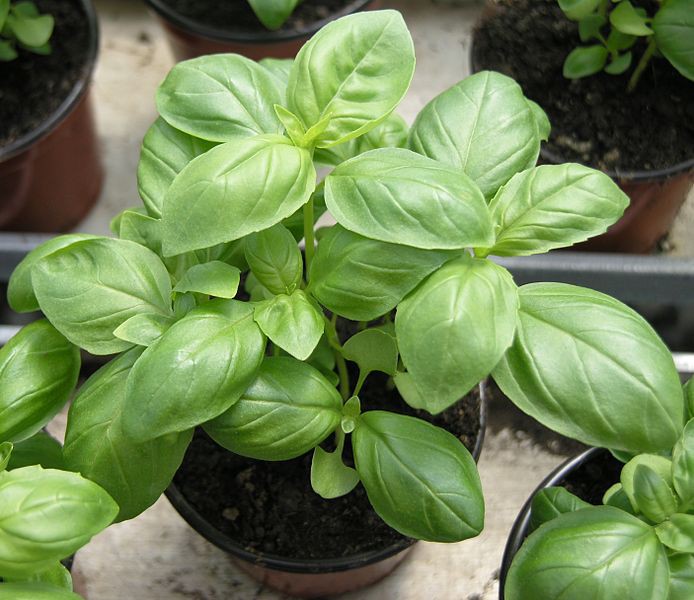 MC - 02 - Basilic Grand Vert - Plant Bio - Gaël Delannoy