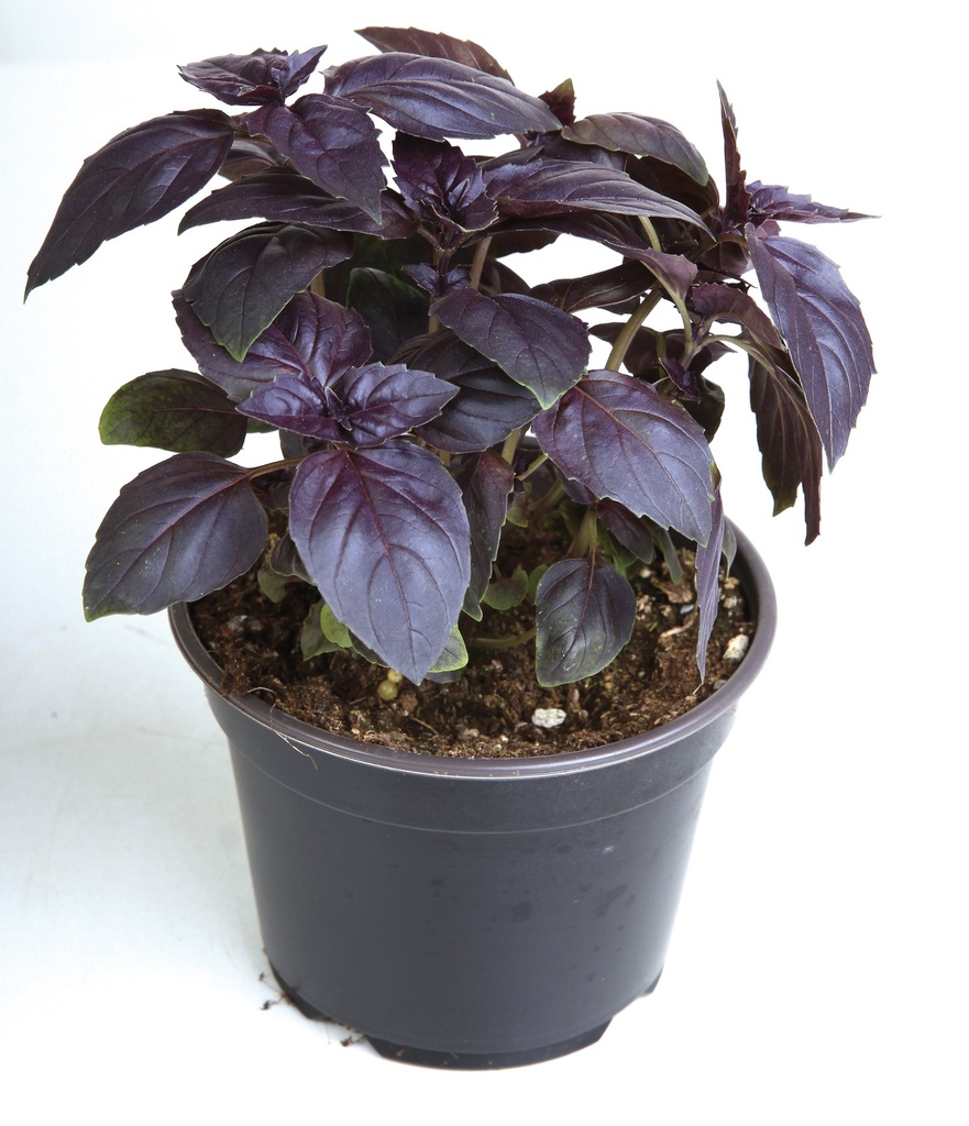 MC - 03 - Basilic Pourpre - Plant Bio - Gaël Delannoy