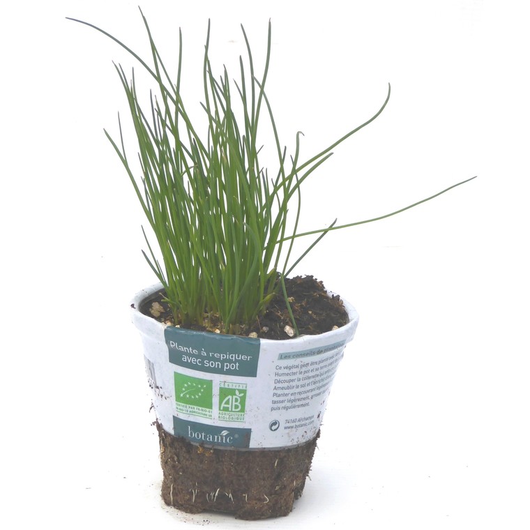 MC - 05 - Ciboulette - Plant Bio - Gaël Delannoy