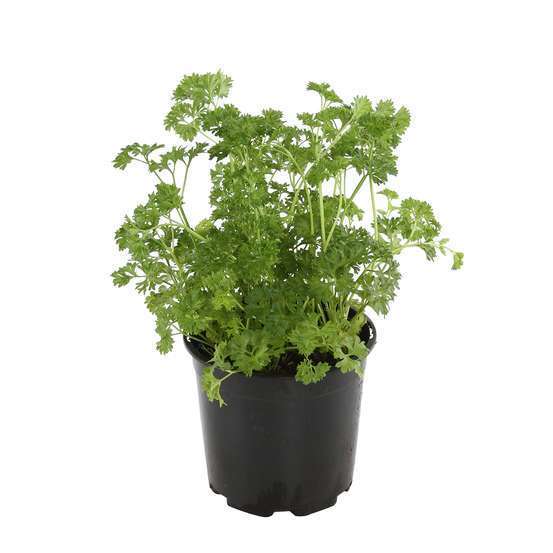 MC - 06 - Persil frisé - Plant Bio - Sophie Hamann