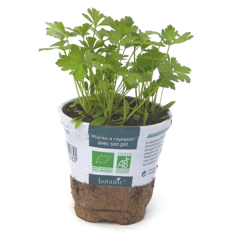 MC - 07 - Persil Plat - Plant Bio - Sophie Hamann
