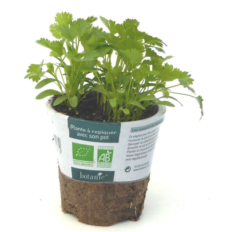 MC - 08 - Coriandre - Plant Bio - Sophie Hamann