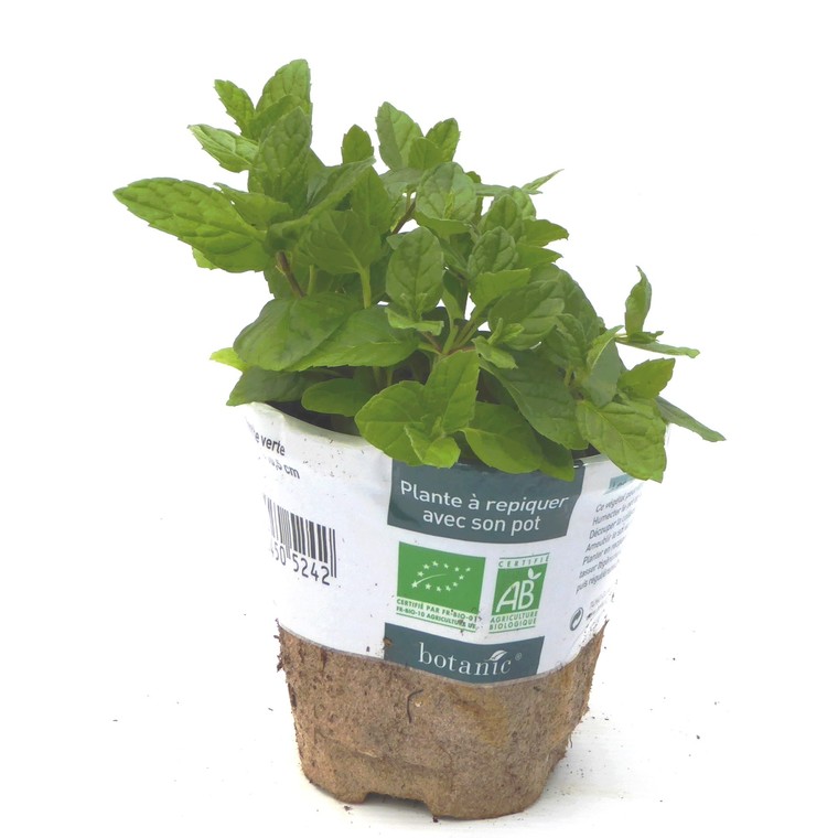 MC - 09 - Menthe Verte - Plant Bio - Sophie Hamann
