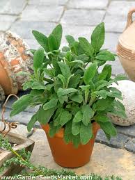 MC - 10 - Sauge Officinale - Plant Bio - Sophie Hamann